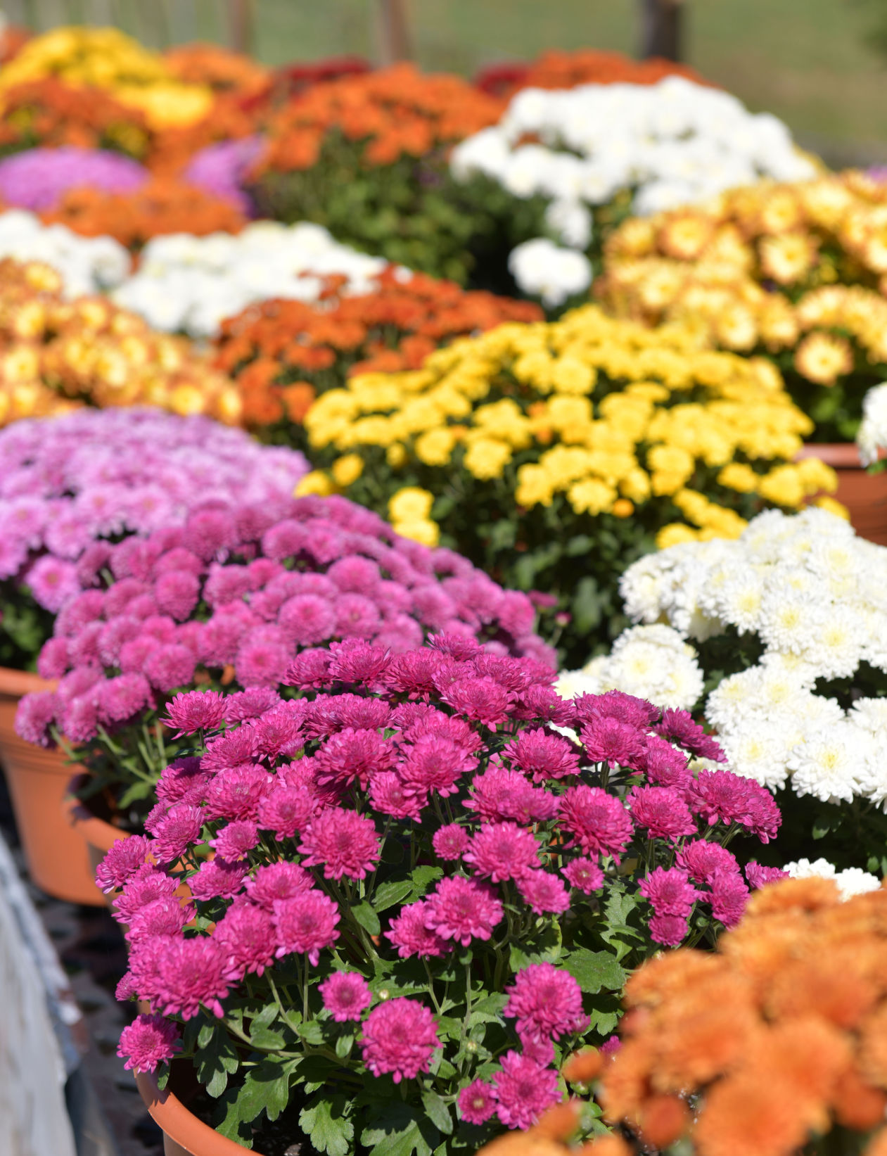 Fall Colors of Mums-02